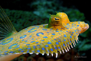 Bothus lunastus by John Roach 